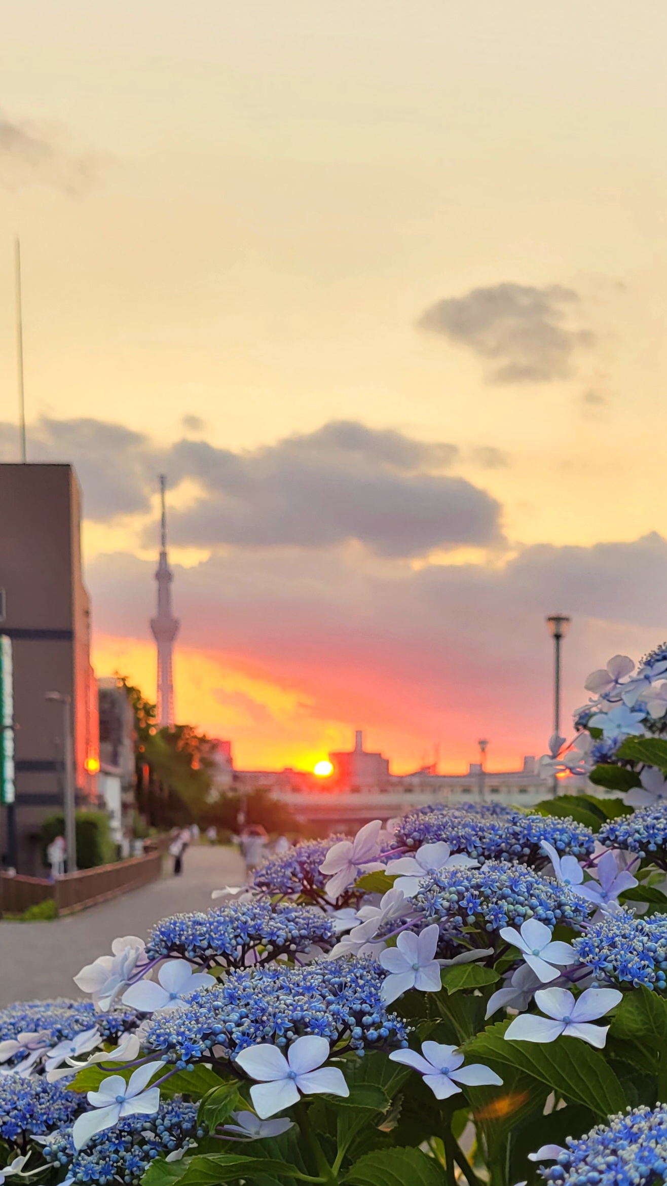 ふれあい橋：夕日と紫陽花① | 関東風景紀行-絶景を撮影しに行こう-