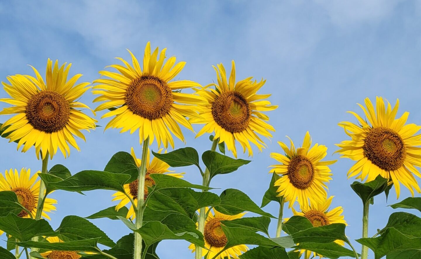 満開のひまわり畑で夏を楽しむ！絶景ガイド